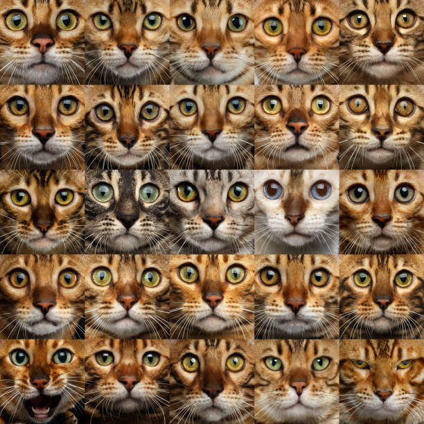 istock Collage of 25 Bengal Cats faces 673131726