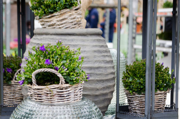 istock flower in the pot 673135110
