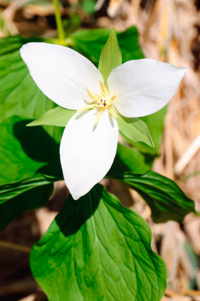 istock Oobanaenrasou 673135850