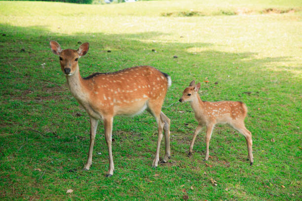 istock Parent Fawn 673138140