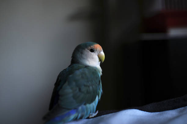 Peach faced lovebird posing