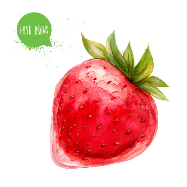 水彩描画と彩色の熟した ctrawberry を手します。白い背景上に分離。ベリーとフルーツの図。 - strawberry fruit isolated freshness点のイラスト素材／クリップアート素材／マンガ素材／アイコン素材