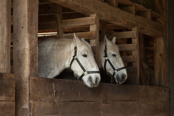 istock Pair of White Horses in Stable 673143554