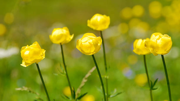 istock Closeup of globeflowers 673148616