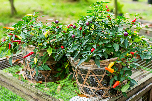 Pepper hot spicy decorative bolivian Rainbow Chinese in a pot