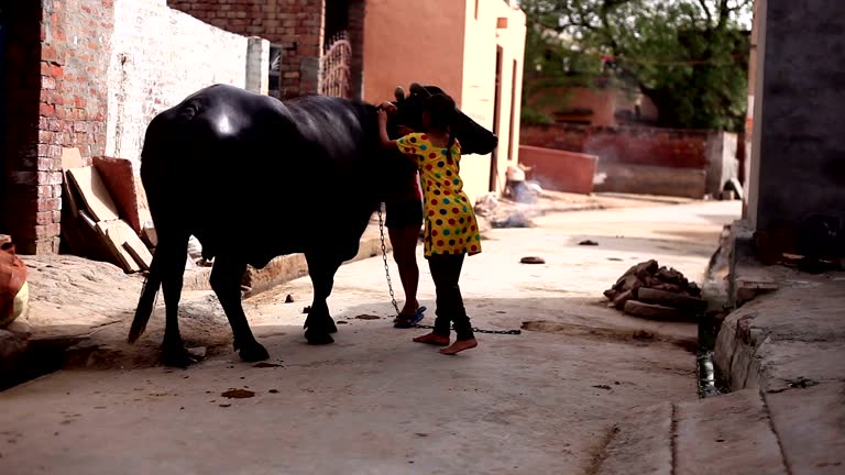 Child taking back home his buffalo after bathing in pond