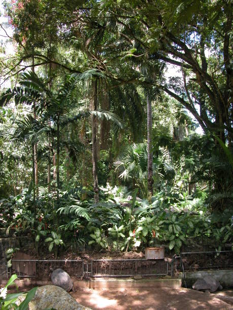 istock Jungle-In the Palm Garden-Palm Leaves-Seychelles 673150430
