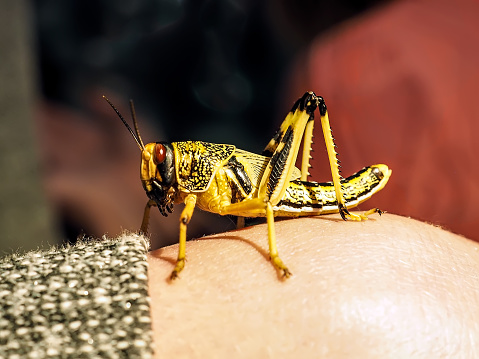 Beautiful black and yellow grasshopper Shoot close on human arm