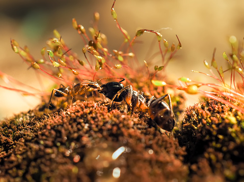 two ants kisiing on moss at sunsett shoot close