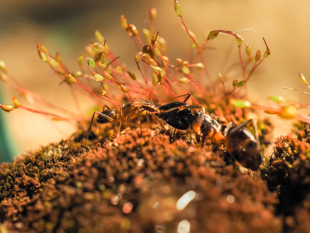 istock Red and black Ant was fighting on the leaves, Ant 673153540