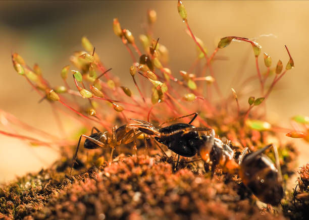 istock Red and black Ant was fighting on the leaves, Ant 673155000