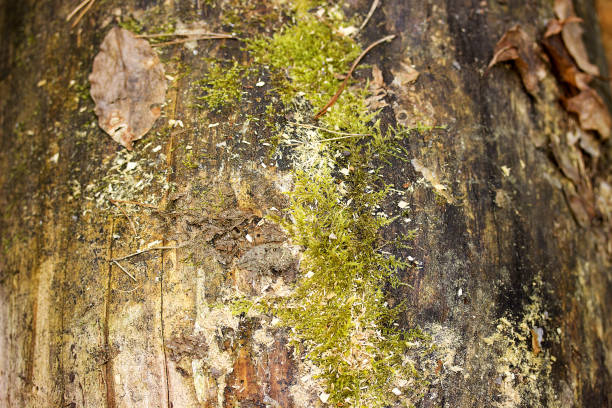 istock Old wood texture coverd with green moss. 673159008