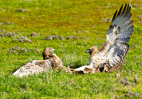 Two wild hawks fighting each other on a grassy area in a open field.