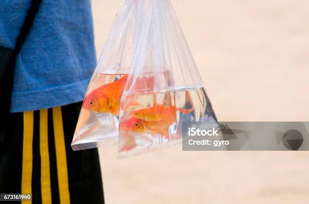 Goldfish Scooping Stock Photo - Download Image Now - Goldfish