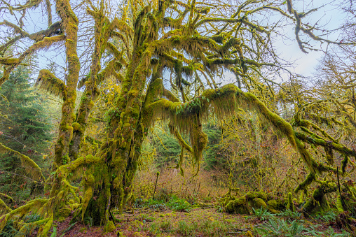 Hoh Rain Forest, Olympic National Park, Washington state, USAHoh Rain Forest, Olympic National Park, Washington state, USA