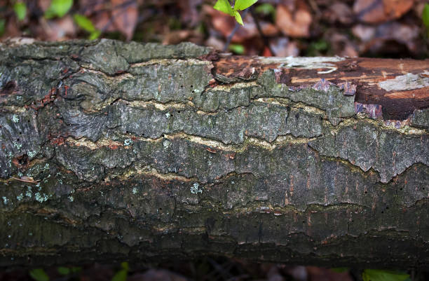 istock Tree log with bark in the wood close up. 673162104