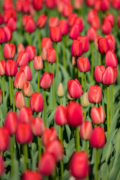 istock colorful tulips 673165360