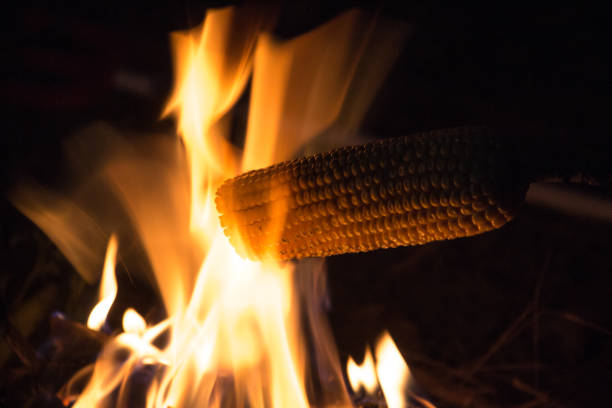 Cooking at night an ear of corn to the flame in the field