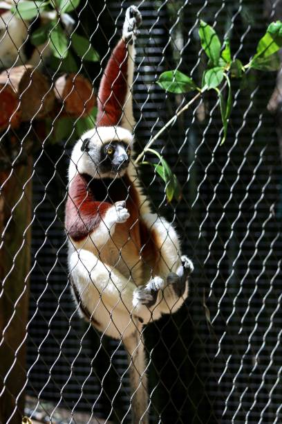 istock Primate hanging on the fence 673166468