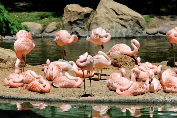 istock Pink Flamingos at the Zoo 673166488