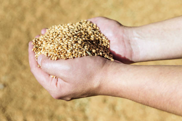 istock Men's hands holding ripe wheat 673169788
