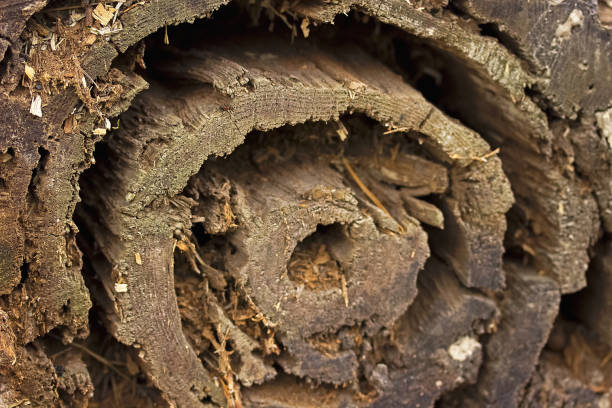 Pine rotten trunk in the spring forest