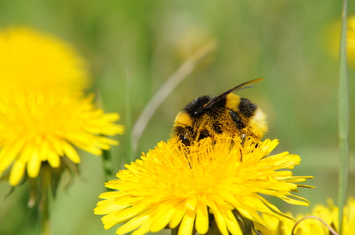 A bumblebee is collecting pollen on a dandelion