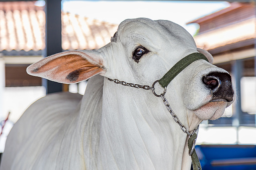 Brazilian Nelore elite cattle in a exposition park