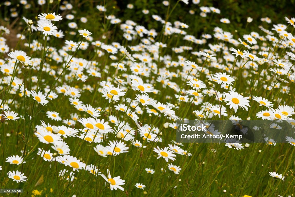 Daisy diplay Daisy field Backgrounds Stock Photo