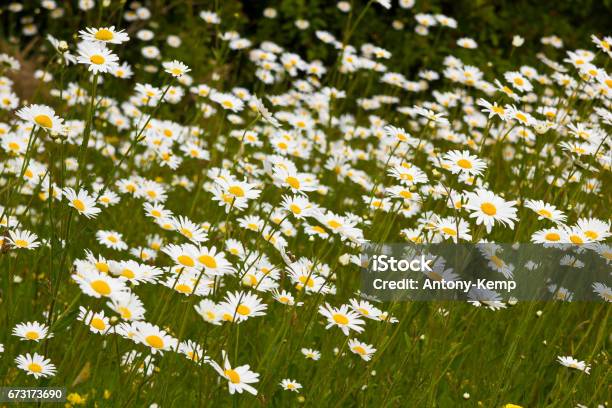 Daisy Diplay Stock Photo - Download Image Now - Backgrounds, Climbing, Flower