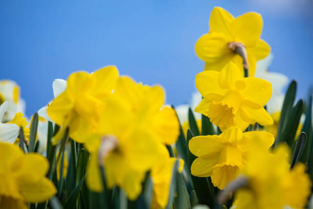 istock colorful flowers 673173860