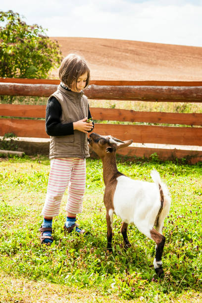 istock Girl Feeding goat 673177380