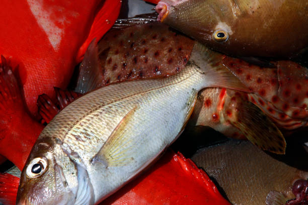 istock fish on a counter of shop 673177434