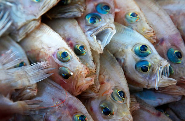istock Fine fish (flounder) on a counter of shop 673177482