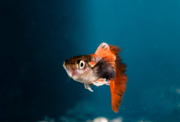 istock Aquarium fish, Guppy 673179654