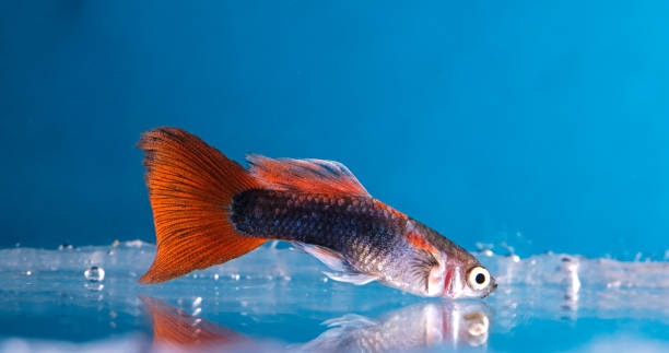 istock Aquarium fish, Guppy 673179722