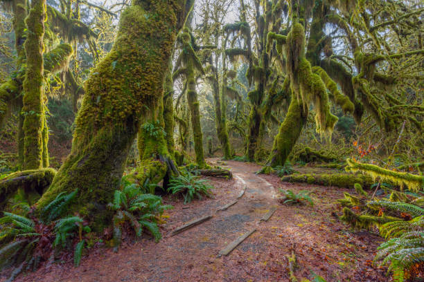 Photo of A path in the fairy green forest. The forest along the trail is filled with old temperate trees covered in green and brown mosses.