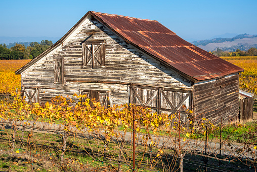 Old classic barn in a vineyard in the Northern California wine country.