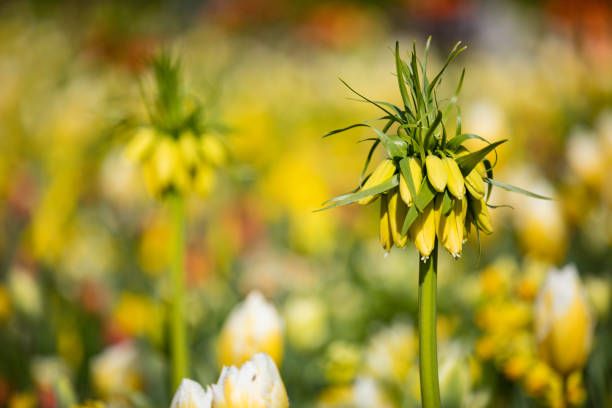 spring colorful flowers blooming in a garden