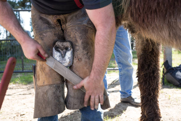 istock Farrier and horse's hoof 673184134