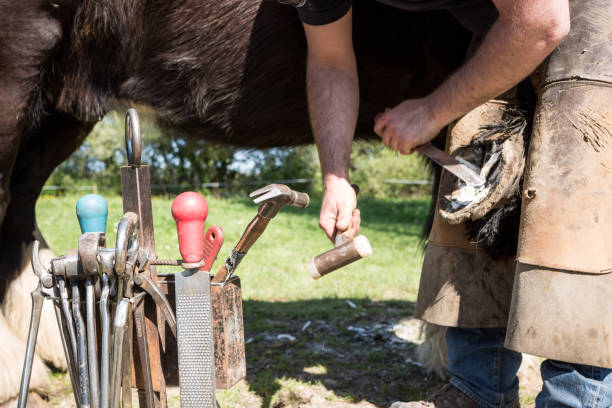 istock Farrier and horse's hoof 673186198