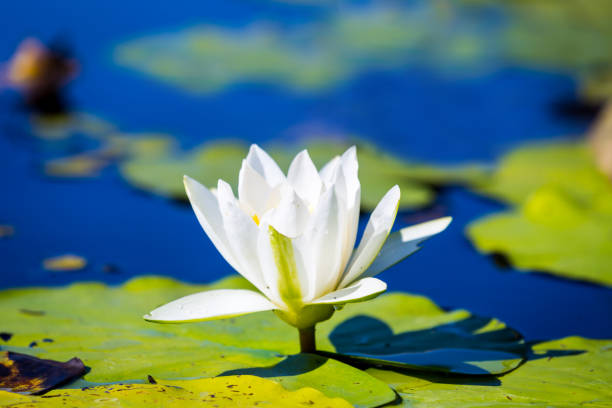 istock lily flower on lake water surface 673186636