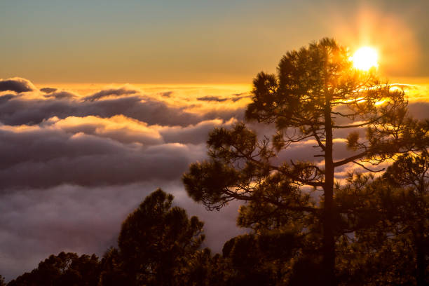 Pine trees under the sunset
