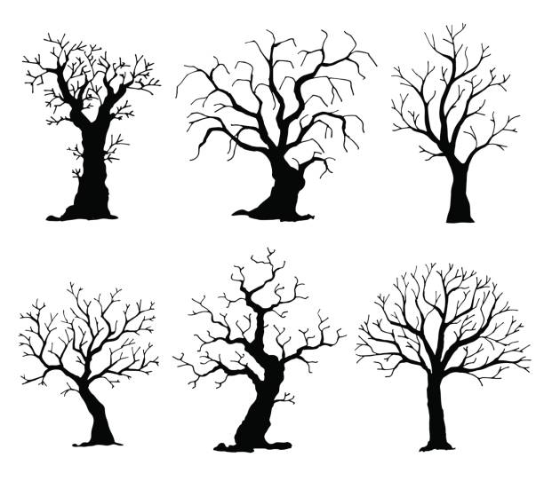 illustrations, cliparts, dessins animés et icônes de collection de silhouettes d’arbres. arbre de vecteur isolé sur fond blanc - arbre sans feuillage