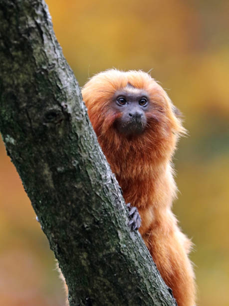 istock Golden lion tamarin 673200086
