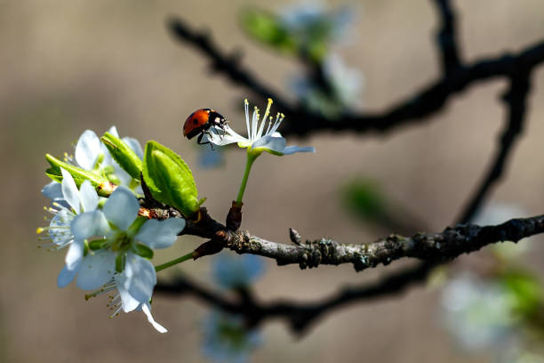 Ladybird on a spring blossom flower branch