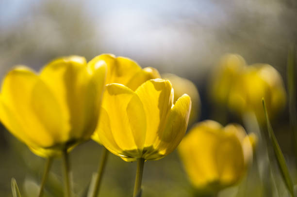 istock yellow tulips with blur background and green grass in spring 673203134