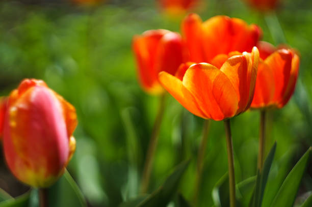 istock red tulip with blur background and green grass in spring 673203292
