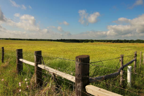 campo de flores da primavera, texas - waco - fotografias e filmes do acervo