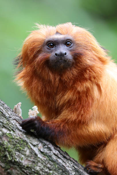 istock Golden lion tamarin 673205914